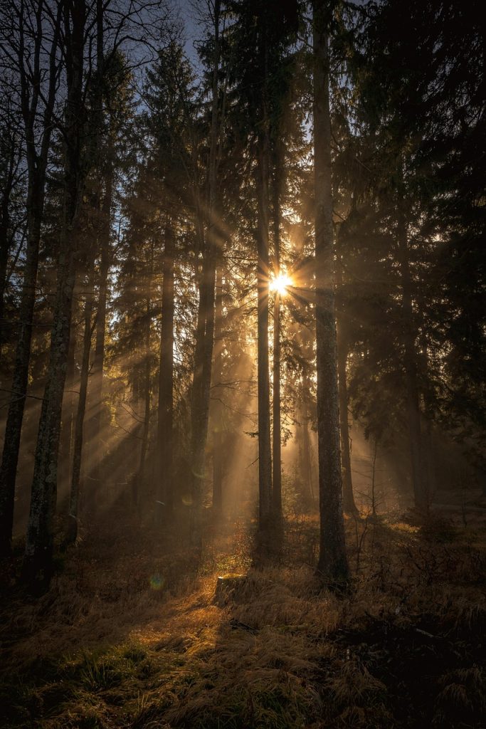 Accueil woods, nature, light, sun, sunbeams, forest, trees, peace
