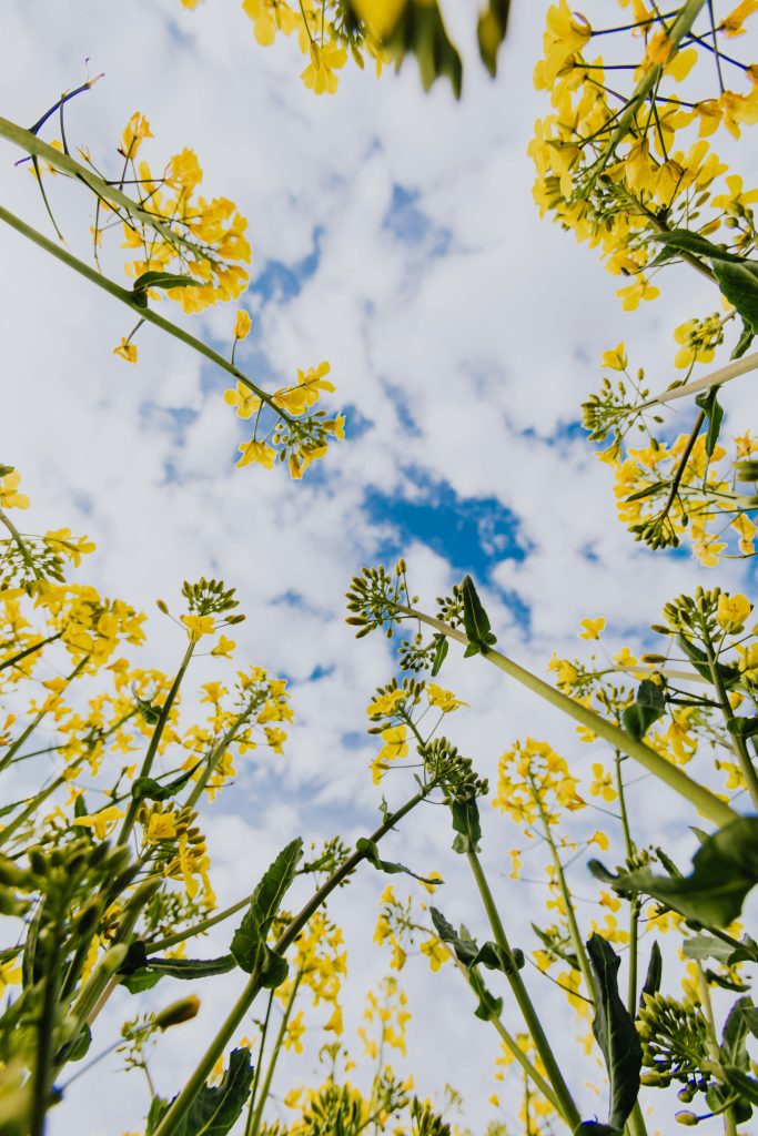 L'accompagnement A beautiful view from below of yellow wildflowers against a bright blue sky with clouds.
